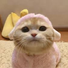 جواریہ خان avatar
